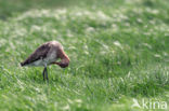 Black-tailed Godwit (Limosa limosa) 
