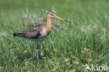 Black-tailed Godwit (Limosa limosa) 