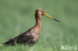 Black-tailed Godwit (Limosa limosa) 