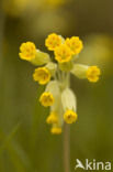 Gulden sleutelbloem (Primula veris) 