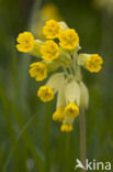 Gulden sleutelbloem (Primula veris) 