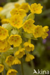 Gulden sleutelbloem (Primula veris) 