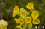 Gulden sleutelbloem (Primula veris) 