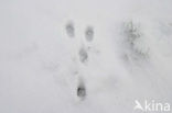 Brown Hare (Lepus europaeus)