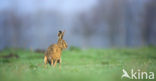 Brown Hare (Lepus europaeus)