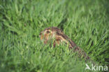 Brown Hare (Lepus europaeus)