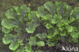 Crescent-cup Liverwort (Lunularia cruciata)