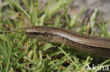 Hazelworm (Anguis fragilis) 