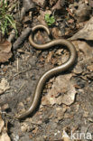 Hazelworm (Anguis fragilis) 