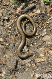 Hazelworm (Anguis fragilis) 