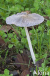 Hazenpootje (Coprinus lagopus)