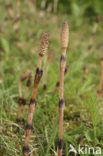 Heermoes (Equisetum arvense)