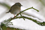 Heggemus (Prunella modularis)