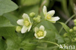 Heggerank (Bryonia dioica)