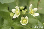Heggerank (Bryonia dioica)