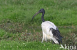 Sacred Ibis (Threskiornis aethiopicus)