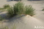 Marram (Ammophila arenaria)