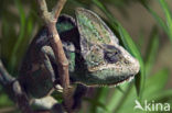 Helmkameleon (Chamaeleo hoehnelii)
