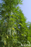 Hemp (Cannabis sativa)