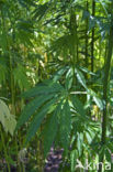 Hennep (Cannabis sativa)