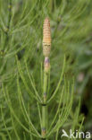 Waterhorsetail (Equisetum fluviatile)