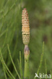 Waterhorsetail (Equisetum fluviatile)