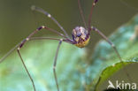 Harvestman (Rilaena triangularis)