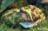 Argentine horned frog (Ceratophrys ornata) 