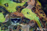 Argentine horned frog (Ceratophrys ornata) 