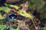 Argentine horned frog (Ceratophrys ornata) 