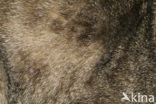 Huiskat (Felis domesticus
