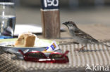 Huismus (Passer domesticus) 