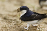 Common House-Martin (Delichon urbicum)