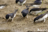 Common House-Martin (Delichon urbicum)