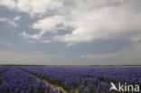 Dutch Hyacinth (Hyacinthus orientalis)