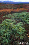 common juniper (Juniperus communis)