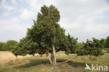 common juniper (Juniperus communis)