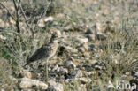 Kaapse Griel (Burhinus capensis)