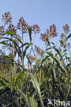 Millet