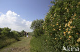 Kamperfoelie (Lonicera)