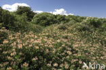 Honeysuckle (Lonicera)