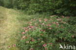 Honeysuckle (Lonicera)