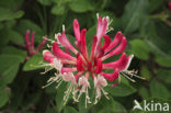 Honeysuckle (Lonicera)