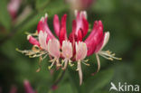 Honeysuckle (Lonicera)