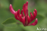 Honeysuckle (Lonicera)