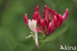 Honeysuckle (Lonicera)