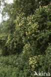 Kamperfoelie (Lonicera)