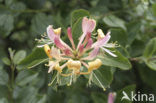 Kamperfoelie (Lonicera)