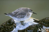 Kanoetstrandloper (Calidris canutus)