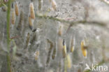 Spindle Ermine (Yponomeuta cagnagella)